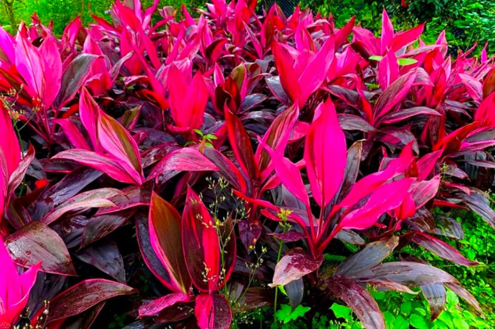 Cây Huyết Dụ – ý nghĩa tâm linh và cách chăm sóc đúng