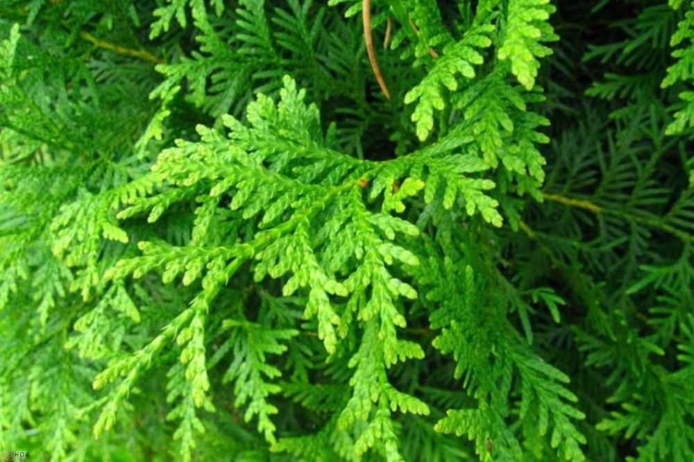 Cây trắc bách diệp công dụng làm cảnh, dược liệu và ý nghĩa đẹp