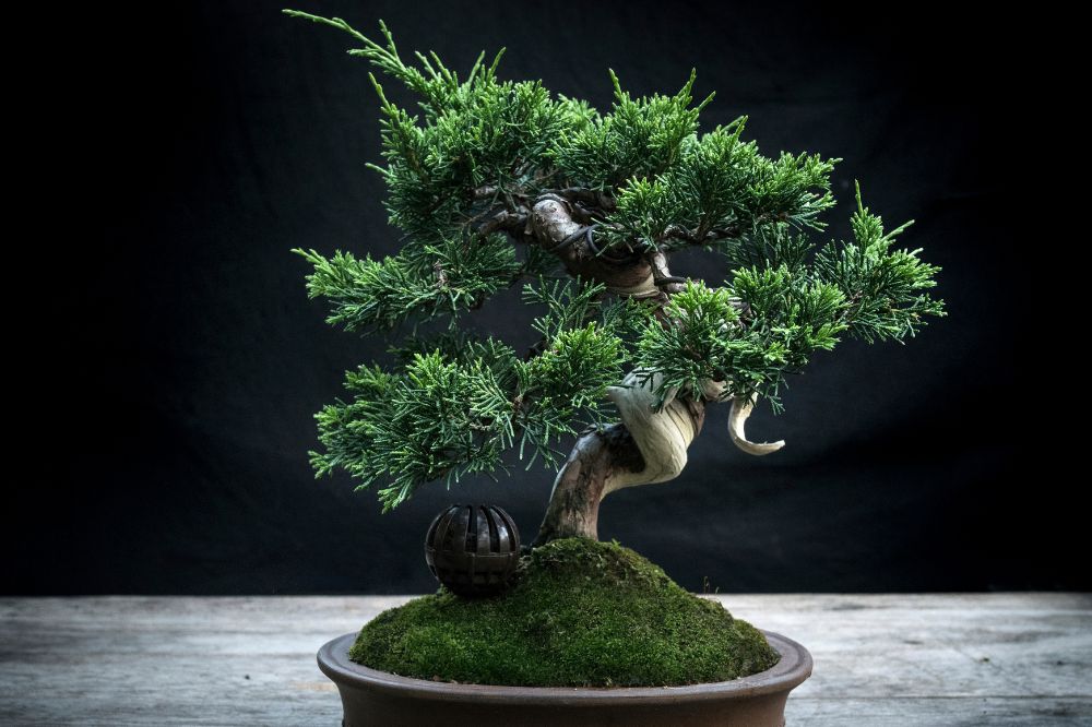 cay-tung-bong-lai-tu-giong-cay-canh-den-tac-pham-bonsai-nghe-thuat-cao-cap-1