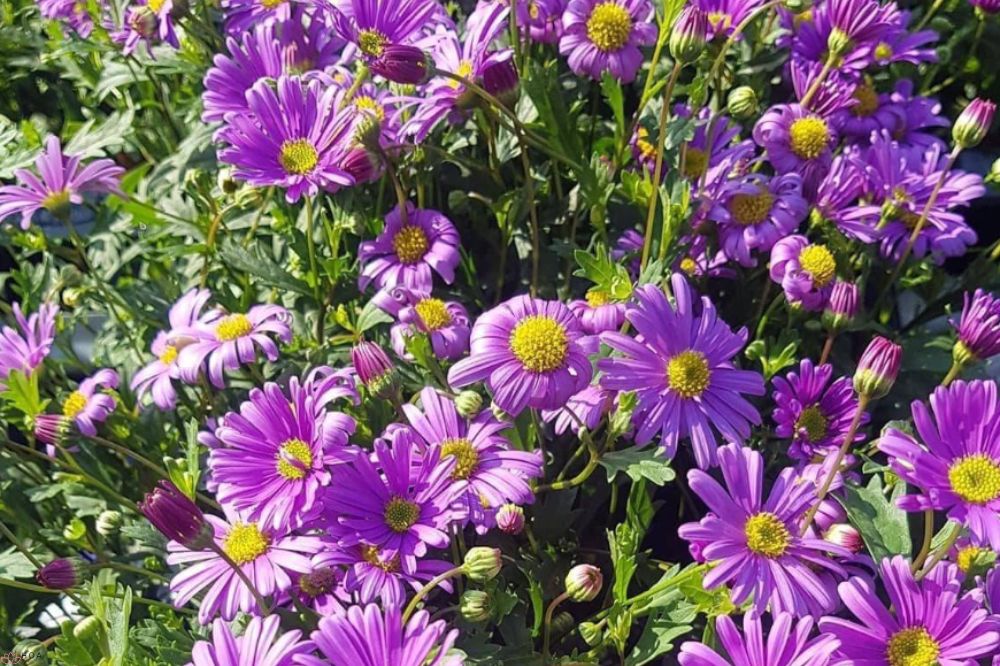 Cúc cánh mối: Nguồn gốc hấp dẫn và thông điệp tình yêu bền bỉ