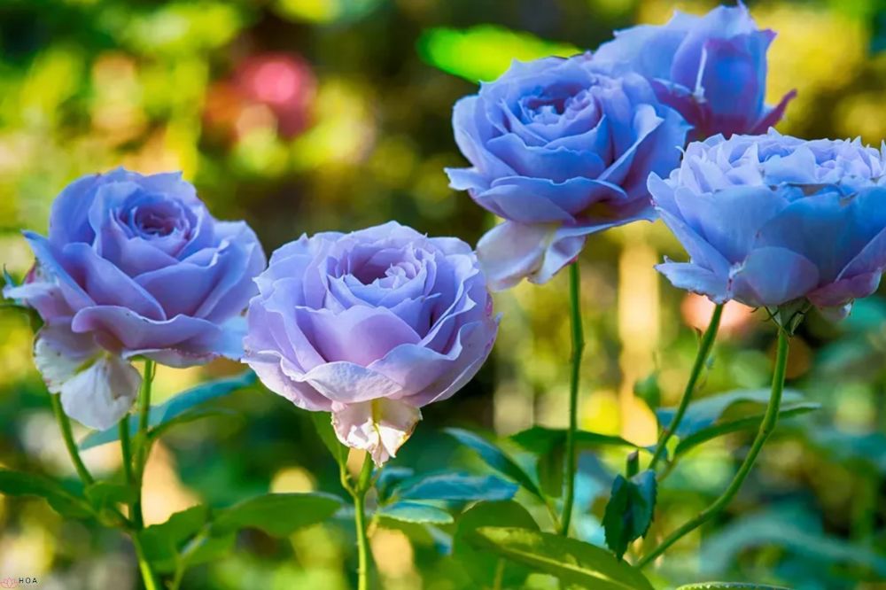 Hoa hồng xanh – khám phá công nghệ biến điều không thể thành có thể