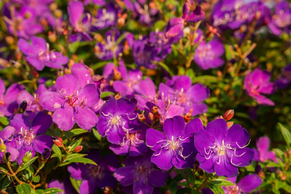 hoa-sim-tim-giai-ma-dac-diem-sinh-hoc-va-y-nghia-van-hoa-cua-loai-hoa-chung-thuy-1