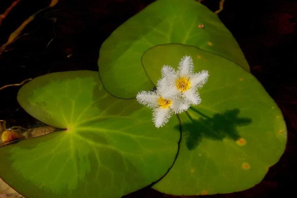 Hoa thủy nữ: đặc tính, cách nhận diện và các giống phổ biến