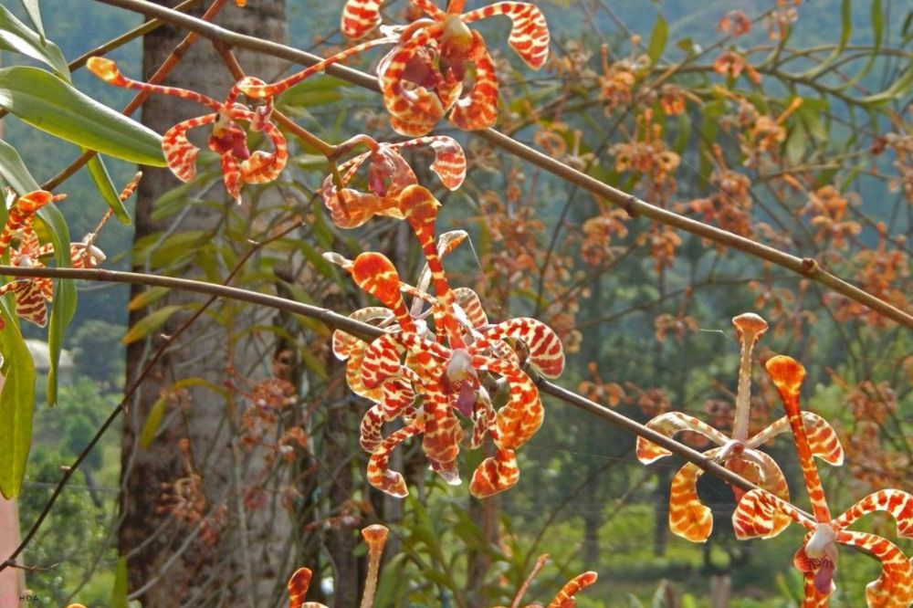 hoa-lan-bo-cap-phan-tich-dac-diem-sinh-hoc-va-ung-dung-trong-giong-lan-cat-canh-1