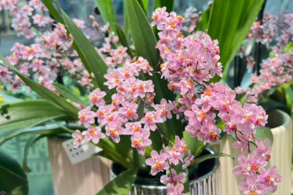 Lan Hồng Lâu Mộng đặc điểm và vẻ đẹp quyến rũ của loài hoa