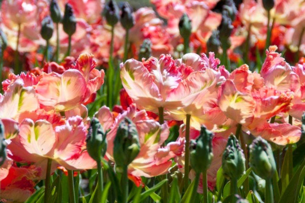 Tulip vẹt: Vì sao loài hoa này lại cuốn hút đến vậy