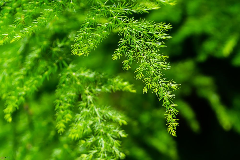 cay-kim-thuy-tung-loai-cay-mang-lai-tai-loc-va-su-kien-cuong-1-2