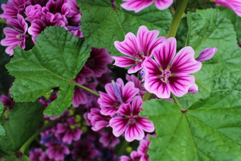 hoa-cam-quy-tong-quan-khoa-hoc-ve-dac-tinh-sinh-hoc-va-gia-tri-duoc-lieu-1