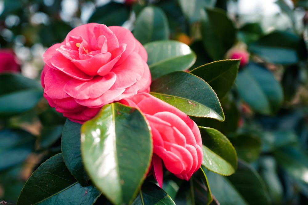 hoa-hai-duong-bieu-tuong-cua-phu-quy-va-ky-thuat-trong-cham-soc-1-2