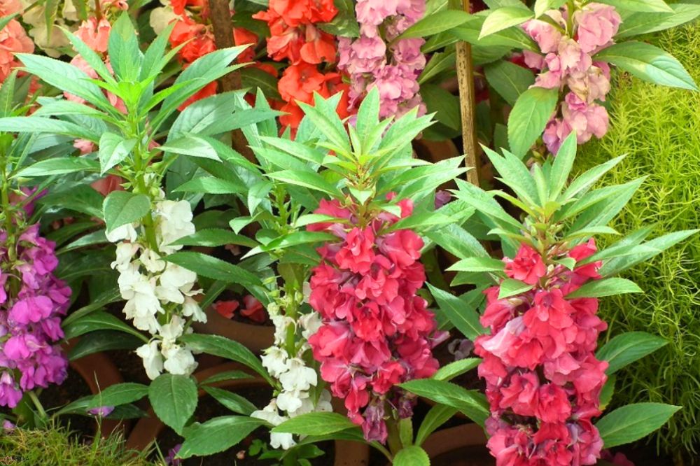 hoa-mong-tay-dac-diem-doc-dao-y-nghia-tuong-trung-va-ung-dung-y-hoc-1