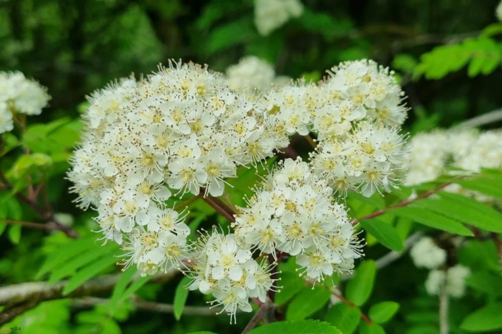 hoa-thanh-luong-tra-cau-truc-thuc-vat-hoc-va-bieu-tuong-cua-su-tinh-khiet-1-2