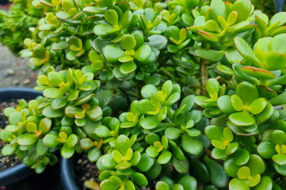 cay-ngoc-bich-bieu-tuong-vinh-cuu-cua-su-thinh-vuong-va-nghe-thuat-bonsai-1