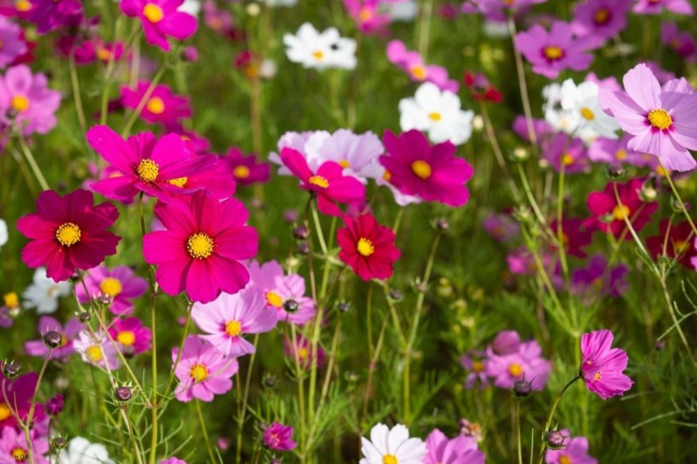 Hoa cúc Ba Tư: Bí quyết trồng và chăm sóc nở rộ cả năm