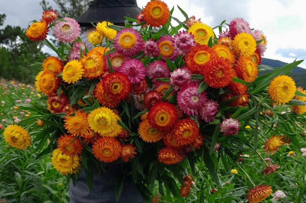 Hoa Cúc Bất Tử – Khám phá ý nghĩa ẩn sau vẻ đẹp bền bỉ