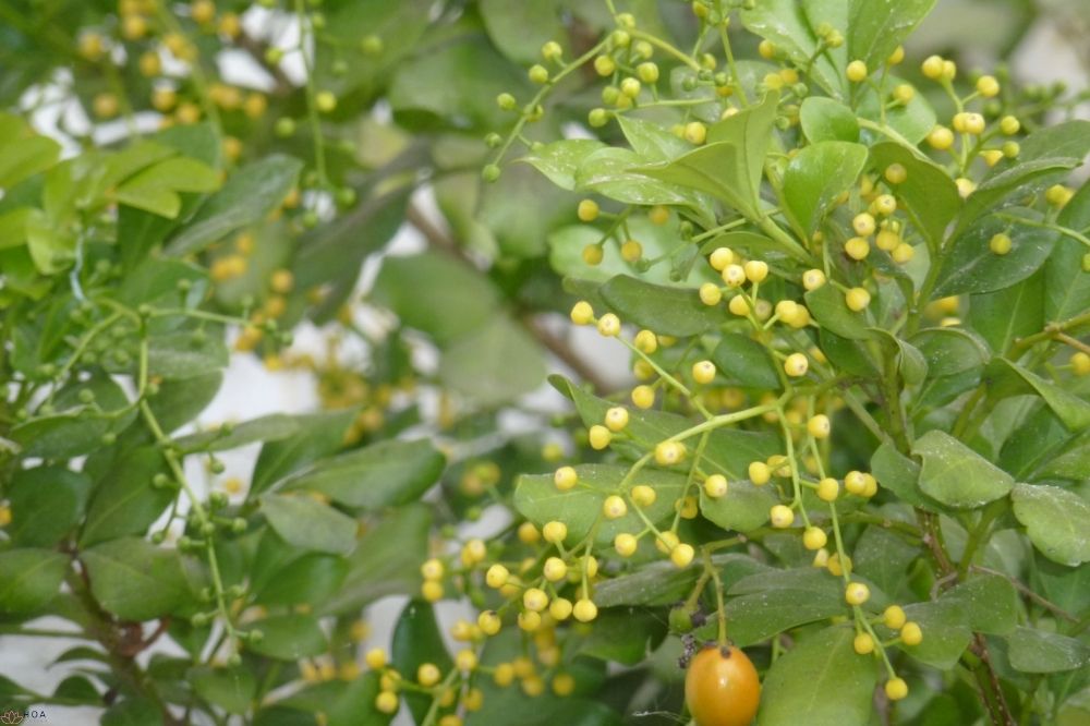 Hoa ngâu – Đặc điểm, các loại và ý nghĩa phong thủy quan trọng