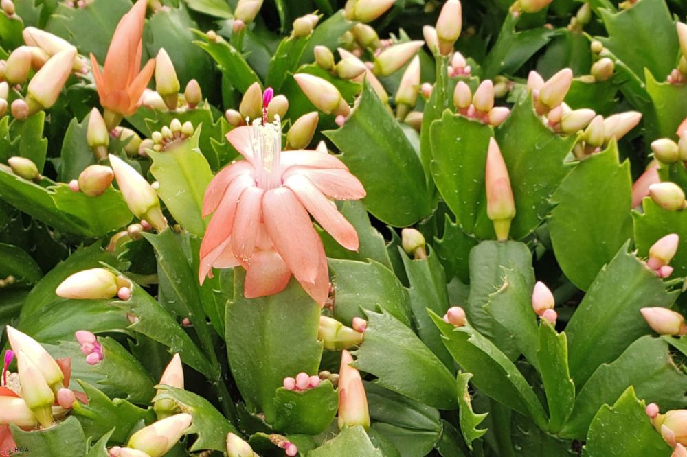 hoa-tieu-quynh-bi-mat-ve-loai-xuong-rong-no-hoa-tuyet-dep-1