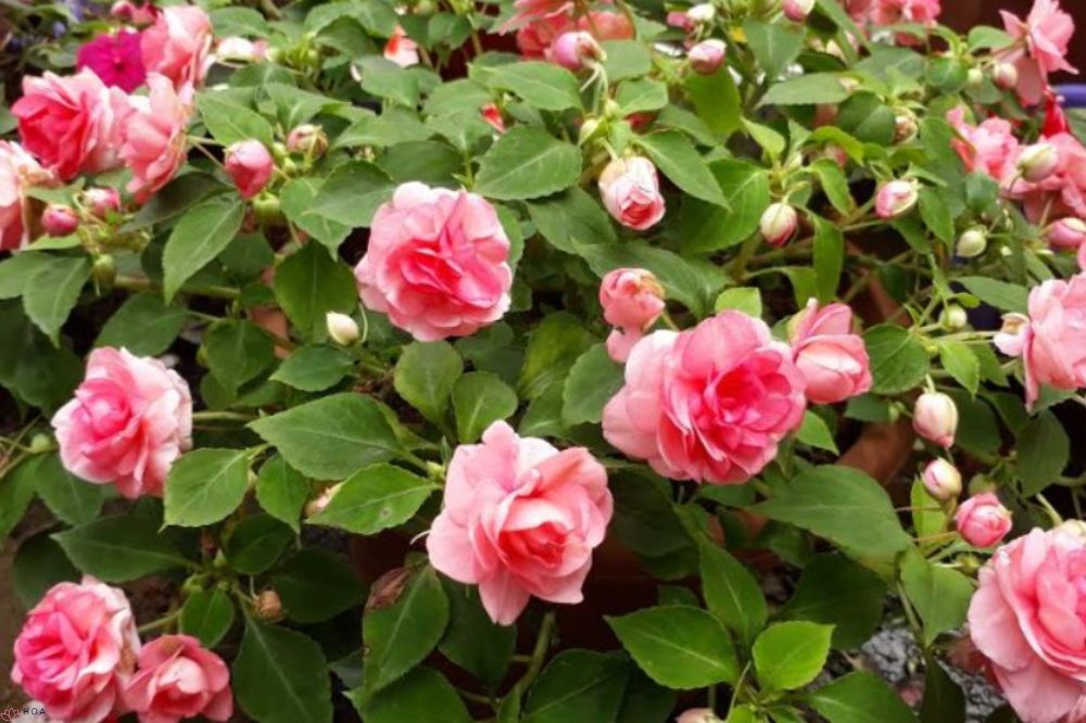 hoa-ngoc-thao-kep-bi-mat-ve-loai-hoa-mang-ve-dep-cua-nhung-doa-hong-1