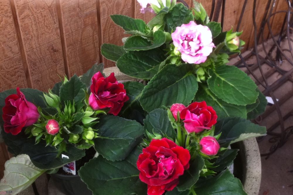 hoa-tu-la-lan-tuyet-tac-sac-mau-trong-nghe-thuat-cay-canh-dai-duong-1-2