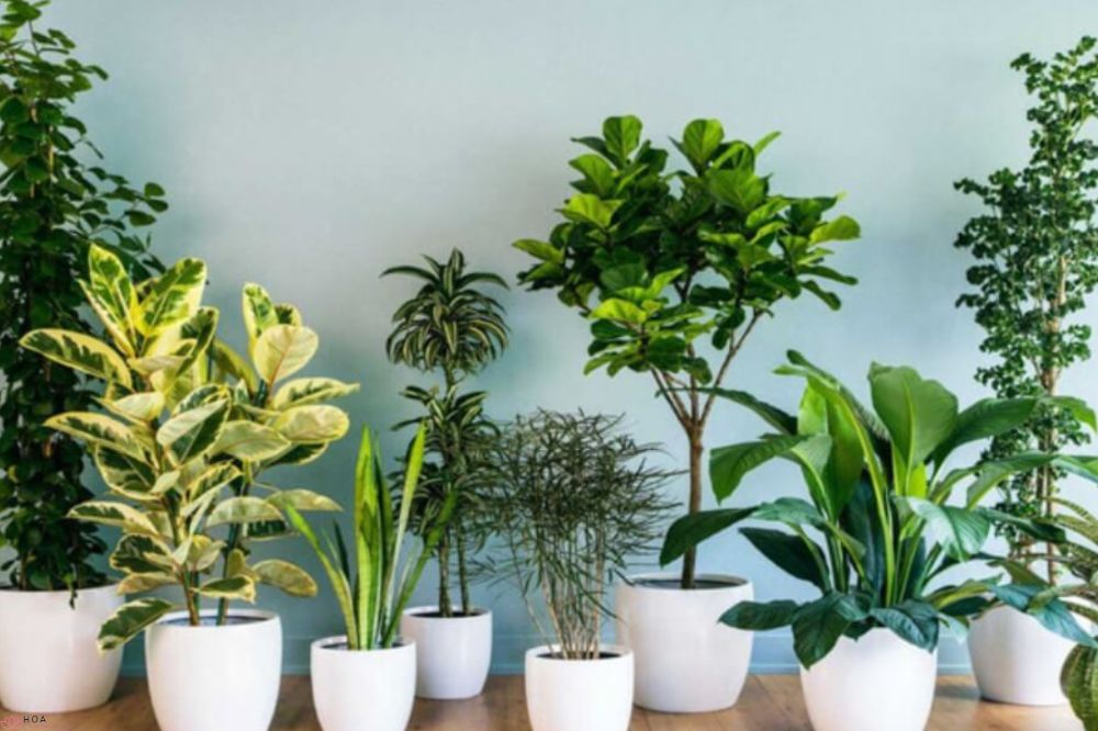 Bố trí hoa trong phòng ngủ mang lại không khí trong lành, tài lộc