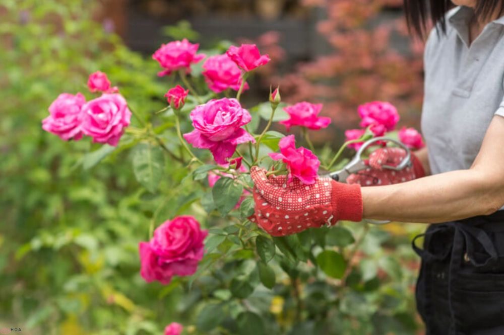 Cách giữ hoa hồng tươi thắm và bền đẹp với mẹo đơn giản