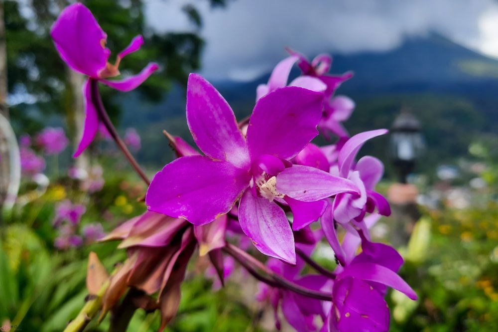 Cách trồng Lan Chu Đinh để cây dễ ra hoa và bền đẹp