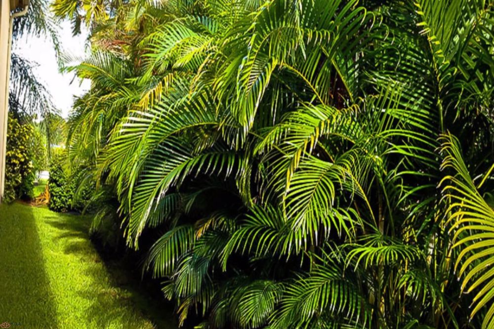 Cây cau cảnh giúp không gian sống thêm tươi mới và thịnh vượng