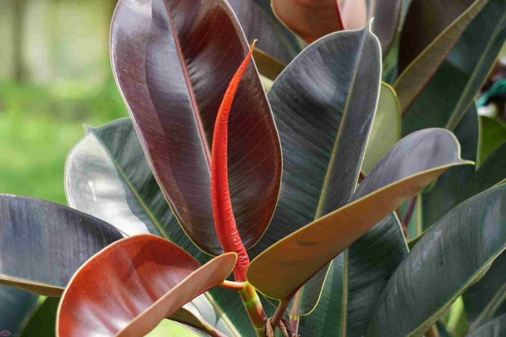 Cây Đa Búp Đỏ cách trồng và chăm sóc cây luôn xanh tươi