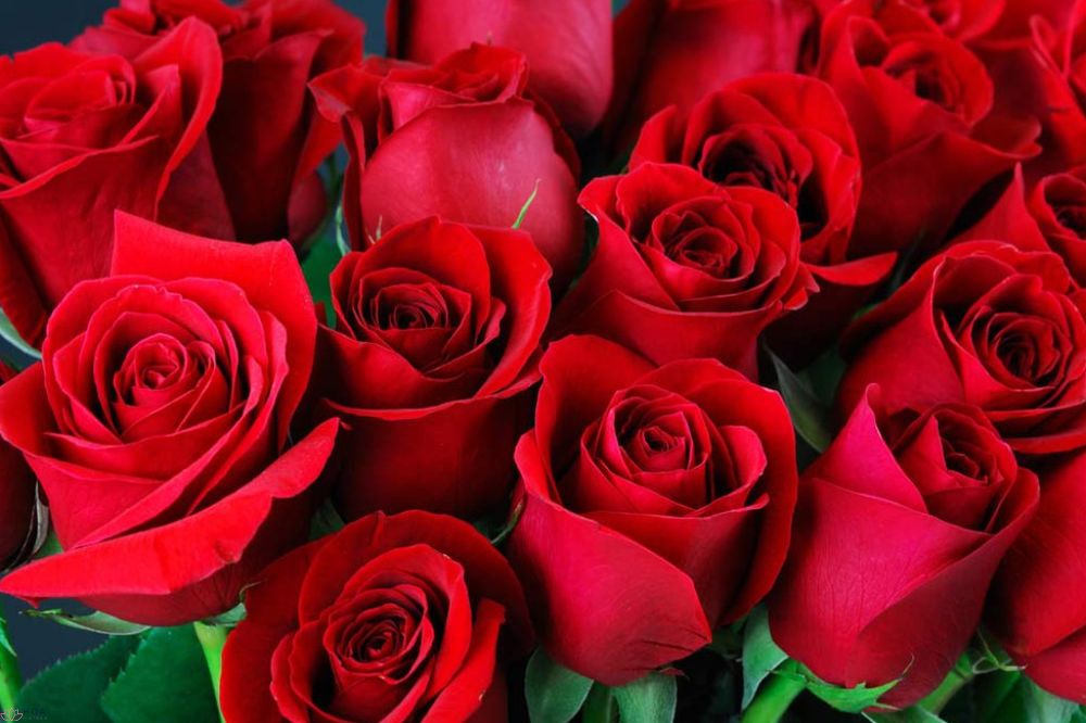 Ý nghĩa 99 bông hồng: khám phá thông điệp tình yêu bất diệt