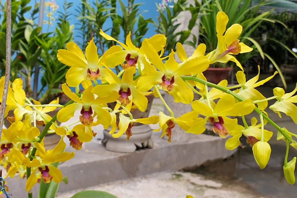 hoa-lan-dendro-nang-tuyet-tac-cua-anh-duong-va-suc-song-manh-liet-1-3